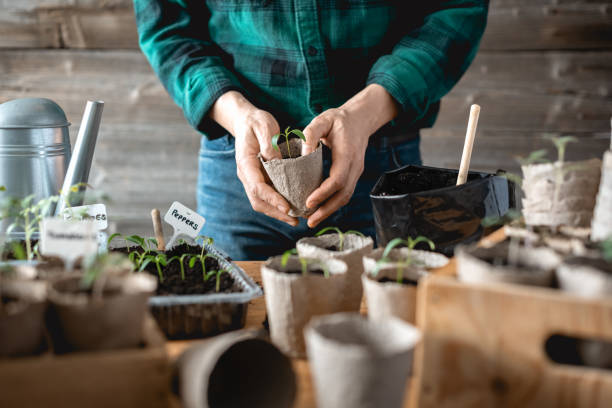 istock Farmer transplants tomato and pepper seedlings into peat cups 2159156678