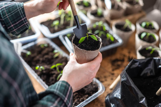istock Farmer transplants tomato and pepper seedlings into peat cups 2159156850