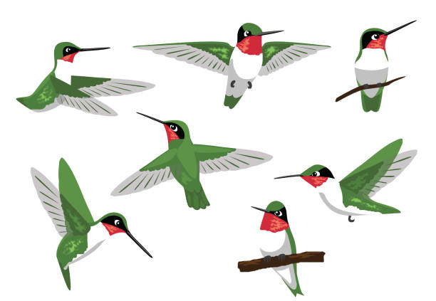ilustrações, clipart, desenhos animados e ícones de beija-flor-de-garganta-rubi posa ilustração vetorial - ruby throated hummingbird