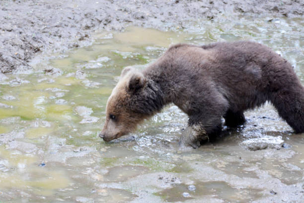 A spring Brown Bear cub is seen in this photo.  The cub is on a lake beach in Katmai National Park in Alaska.  The cub is alone and is looking at the camera with apprehension.  The bear appears to be nervous about the interaction.  This cub was born in the spring and is 6 months old.  The face of the cub makes a good meme photo