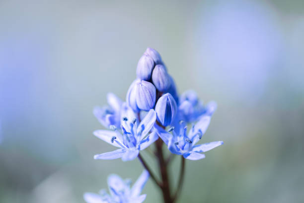 Macro shot of blue flower bud on spring meadow. First wildflowers on spring time. Natural background