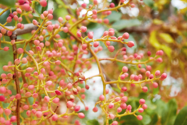 Fruits of the Pistachio tree with leaves and branches. Abstract nature and plants patterns