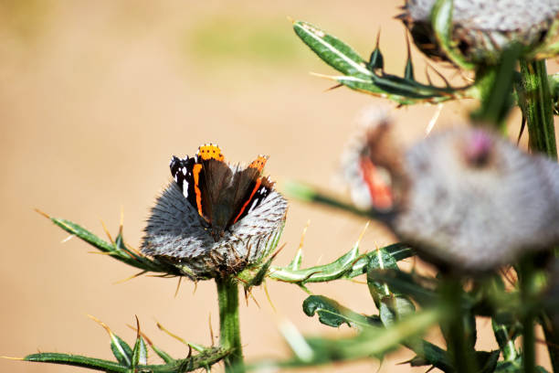 Argynnis paphia