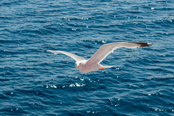 istock Seagull in flight over the sea in Greece. 2159162081