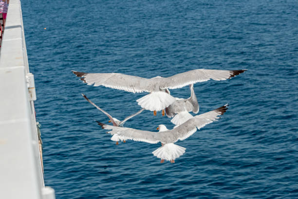 istock Seagull in flight over the sea in Greece. 2159162149