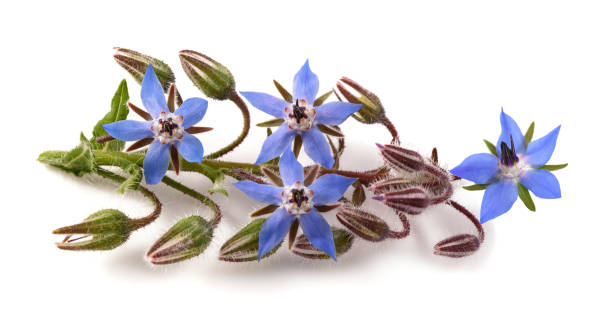 istock Borage plant with flowers 2159162428