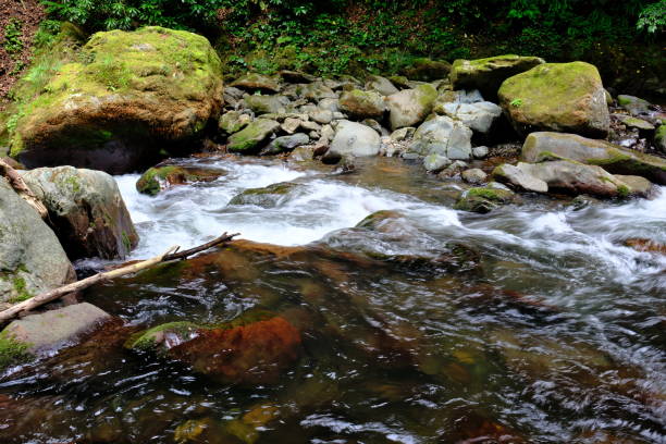 Streaming water in a forest, close up of rocks and plants
