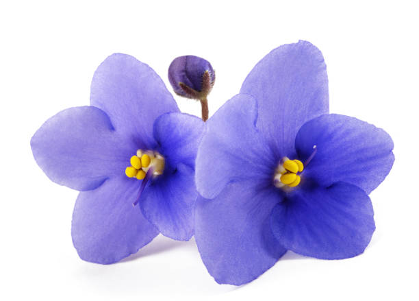 istock Saintpaulia (African violets) flowers 2159163692