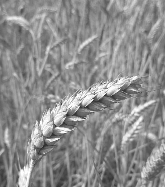 istock Ear of wheat 2159163951