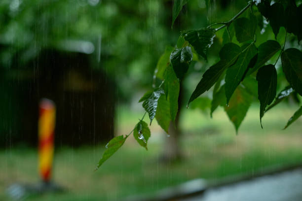 Raindrops falling on tree branches, cozy garden nook for rainy days, perfect for enjoying rain without leaving home.