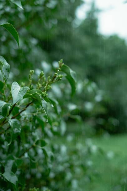istock Tropical rainforest downpour in summer. Rain-inspired masterpieces about rainy weather. Reviewing literature and poetry where rain plays a pivotal role. 2159166230