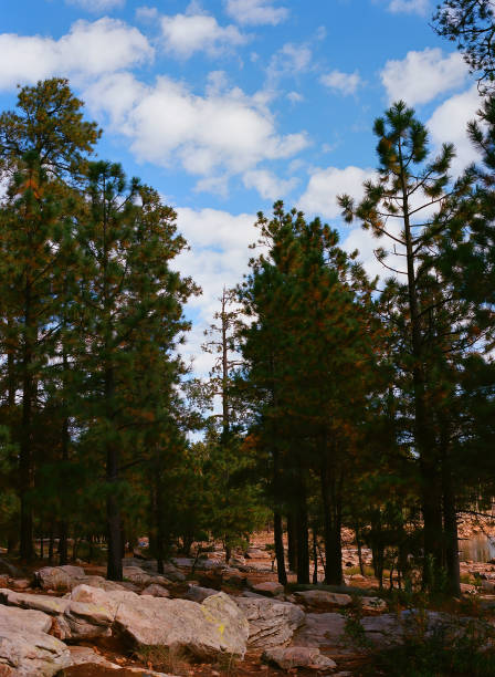 Cloudy day at Woods Canyon Lake in White mountains of Arizona