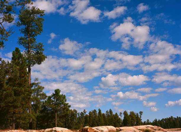 Cloudy day at Woods Canyon Lake in White mountains of Arizona