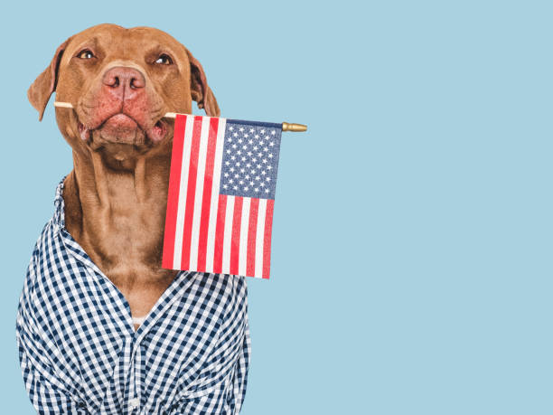 istock Cute dog and American Flag. Studio shot 2159171809