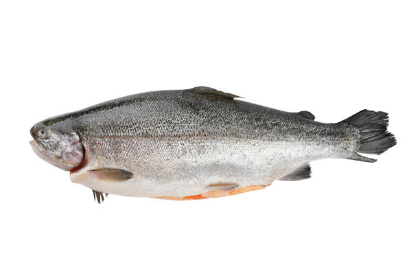 istock Fresh whole gutted raw fish salmon, trout with scale isolated on white background. 2159173046
