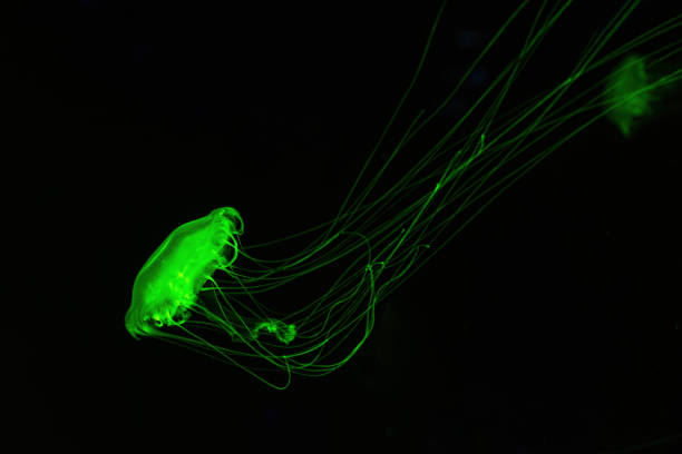 Atlantic sea nettle, Chrysaora quinquecirrha, East Cost sea nettle jellyfish, floating in illuminated aquarium with green neon light. Theriology, biodiversity, undersea life, aquatic organism
