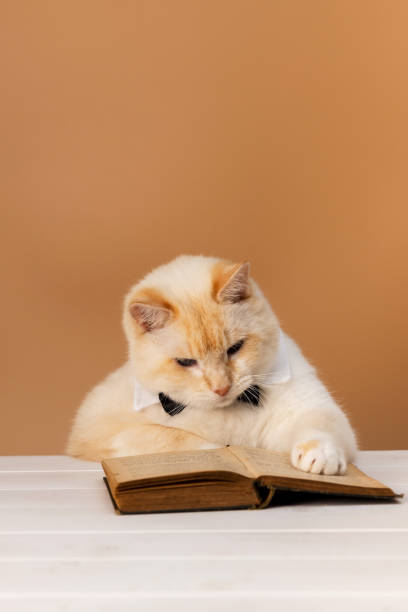 istock Smart Cat is carefully reading book. Open book on the table. Apricot background 2159173193