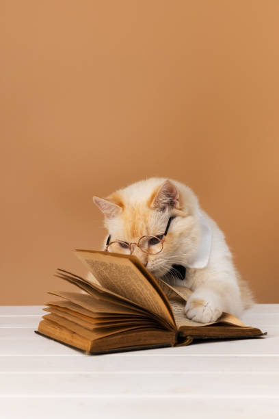 istock Cat with glasses is carefully reading book. Open book on the table. Apricot background 2159173199