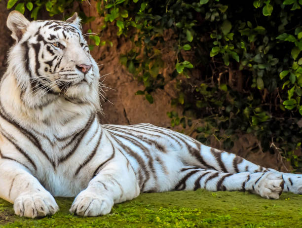 istock A white tiger is laying on the grass 2159174865