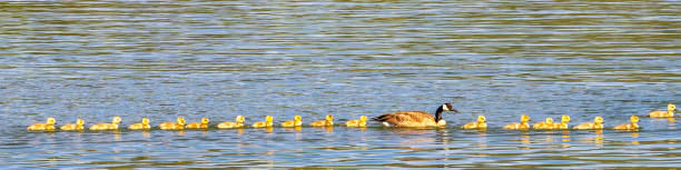 istock Mother Goose and goslings 2159175750