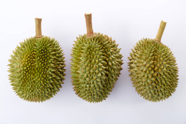istock Ripe durian, both pods and stalks, on isolated white background 2159177136