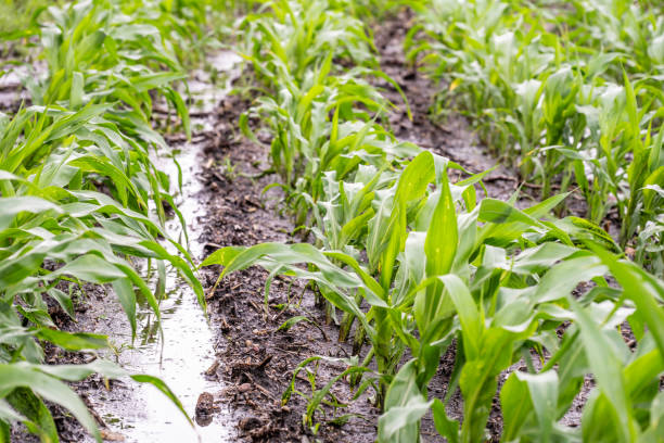 istock Wet and muddy rows in a corn field after a rain downpour. 2159177899