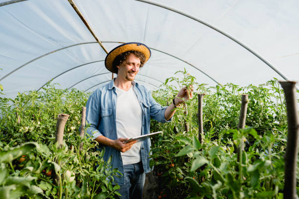 istock Farmer using digital tablet for quality control in greenhouse 2159177978