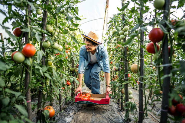 istock Farmer harvesting tomatoes at his greenhouse 2159178551