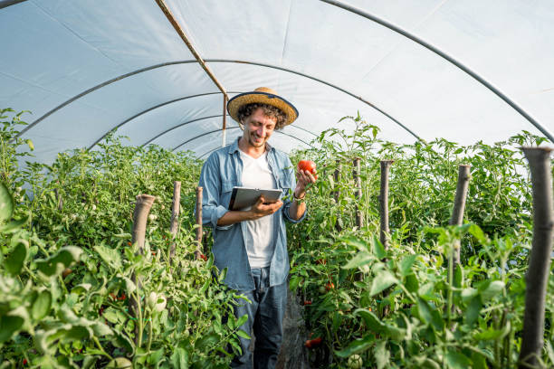 istock Farmer examining ripe tomatoes in his greenhouse 2159179255