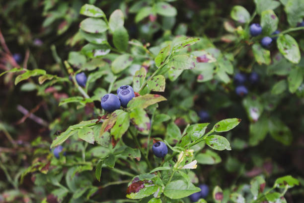 istock blueberries in the northern forest, close-up, berries 2159179405