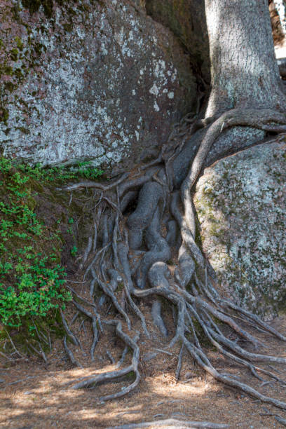 istock Powerful spreading tree roots from the ground, ancient forest, northern forest on rocks, care for the environment 2159180331