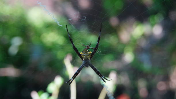 istock Argiope appensa in the nest 2159180505