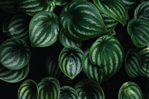 istock Dark green leaf texture in the forest, nature background 2159182100