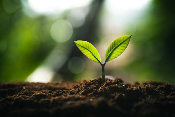 istock Eco concept,Perfect young tree on the ground with natural light and green background. 2159182121