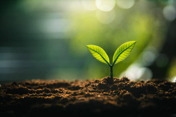 istock Eco concept,Perfect young tree on the ground with natural light and green background. 2159182129