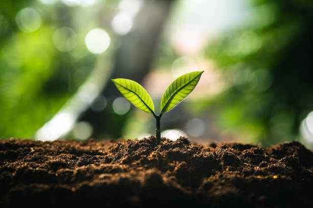 istock Eco concept,Perfect young tree on the ground with natural light and green background. 2159182132
