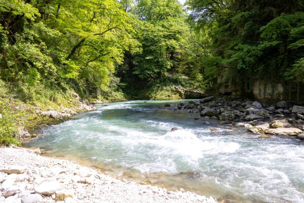 istock Abasha River near Gachedili 2159182711