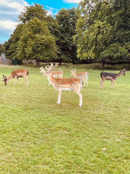 istock Deers standing tall in the wild 2159182852