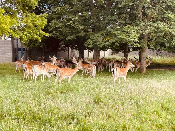 istock Deers watching human onlookers 2159182935