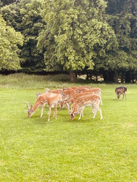 istock The deers are grazing grass gracefully 2159182988
