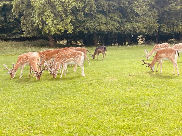 istock The grass is greener for the deers 2159183004