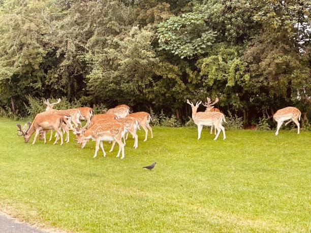 istock The bird is patiently watching the deers 2159183012