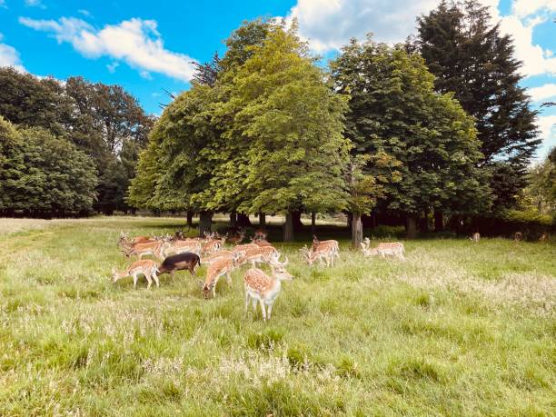 istock Tranquil view of plants, animals and the sky 2159183053