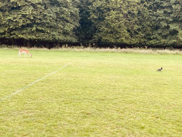 istock A stunning bird on the field with a deer 2159183119