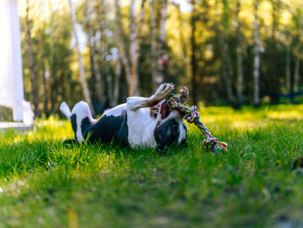 Cute puppy having a good time in the park. Dog having fun on a walk and playing. Man's best friend