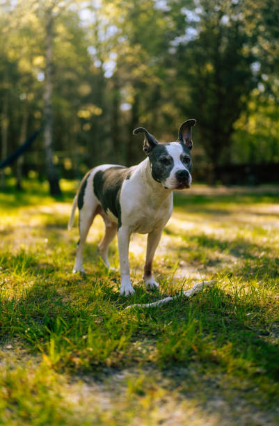 Cute puppy having a good time in the park. Dog having fun on a walk and playing. Man's best friend