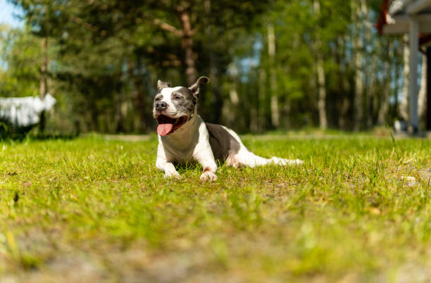 istock Dog tired after play. Resting on the grass and panting 2159183655