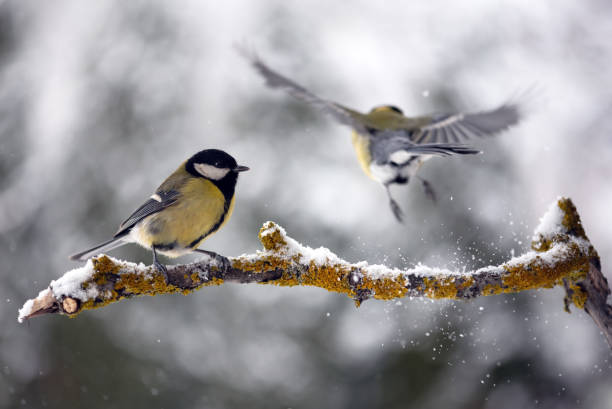 Two tom tit birds with yellow belly on tree