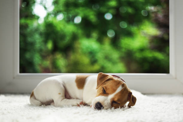 istock Two month old Jack Russell Terrier puppy sleeping on cozy white carpet 2159184766