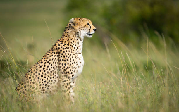istock Cheetah resting quietly in the tall grass 2159186987